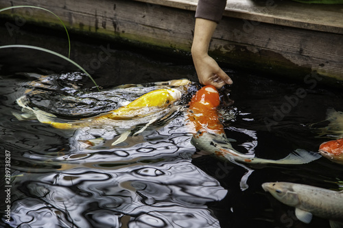 Japanese colored fish