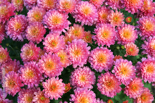 Pink chrysanthemum flower background