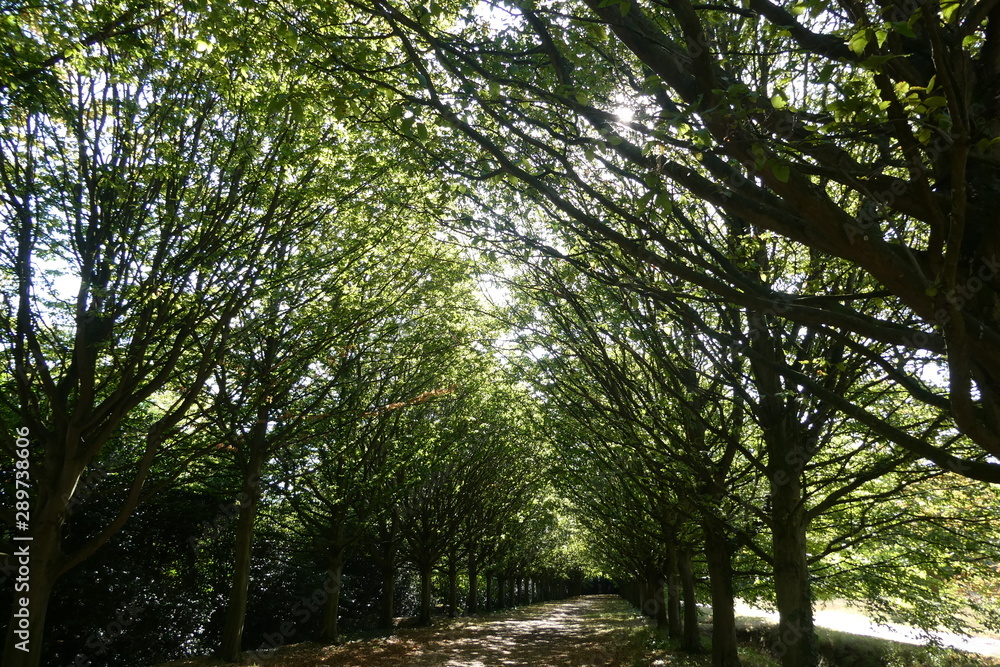 Fototapeta premium Autumn Leaves Avenue