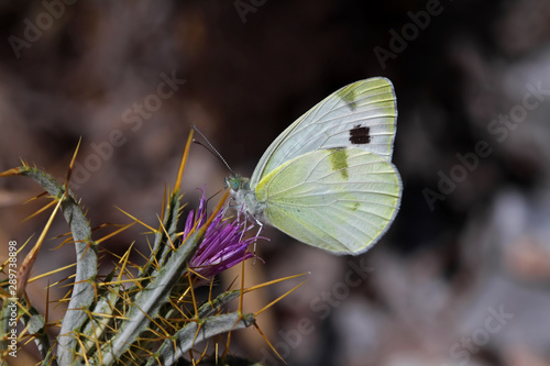 Croupier's White Angel Butterfly ; Pieris krueperi