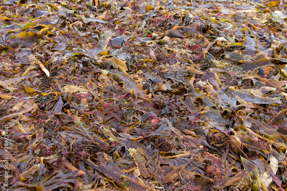 Close up of Seaweed and Kelp on the Beach Close up of Seaweed and Kelp on the Beach