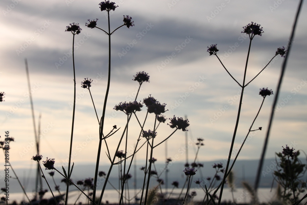 Obraz premium sunset in the park