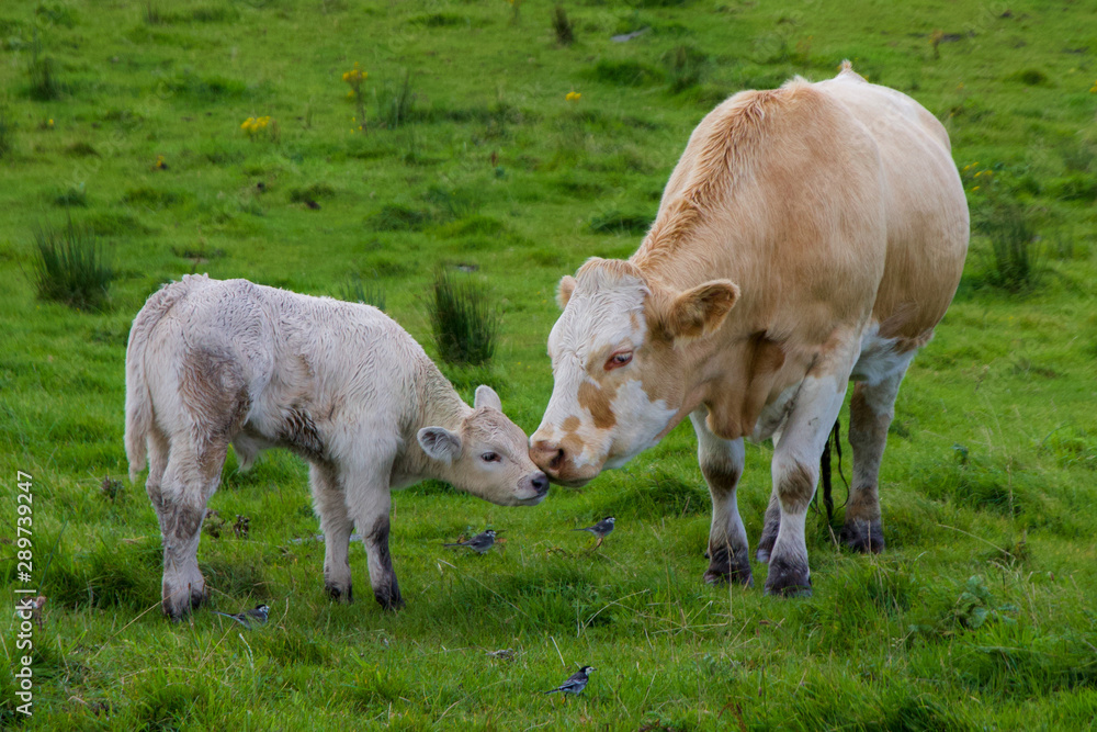 Cute Scene of Mother and Child Cow and Calf Kissing Cute Scene of Mother and Child Cow and Calf Kissing