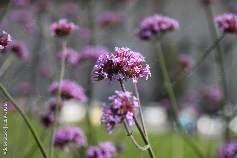 flowers in the garden flowers in the garden