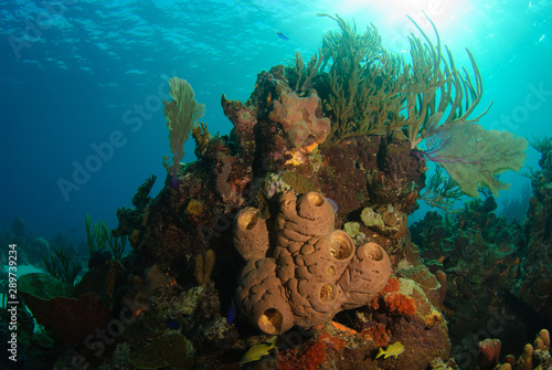 Fototapeta Naklejka Na Ścianę i Meble -  Orange tube sponge on brightly lit tropical coral reef underwater