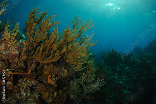 Soft coral reaching from reef towards light underwater in blue Caribbean sea