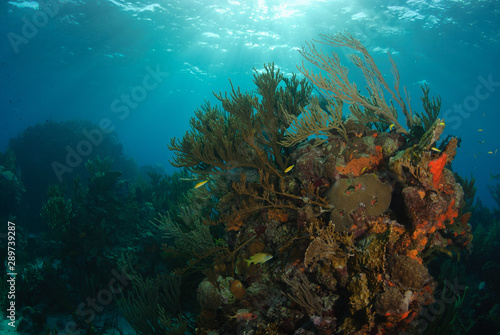 Bright orange and brown coral reef with small yellow fish and sunlight streaming from the surface