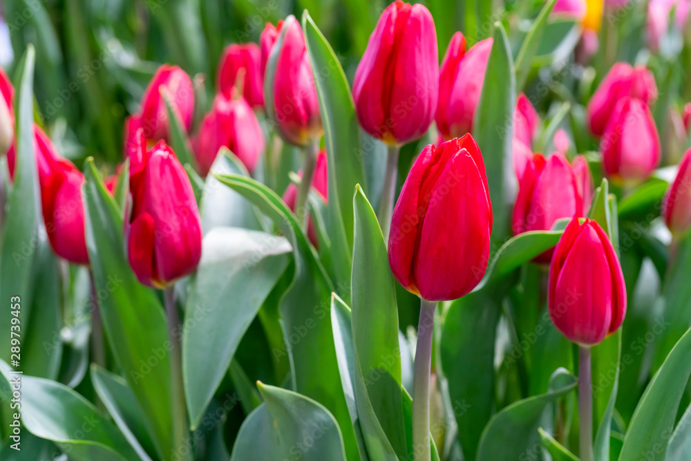 Beautiful red tulips. Floral background. Beautiful red tulips. Floral background.