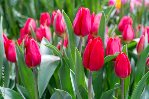 Beautiful red tulips. Floral background.