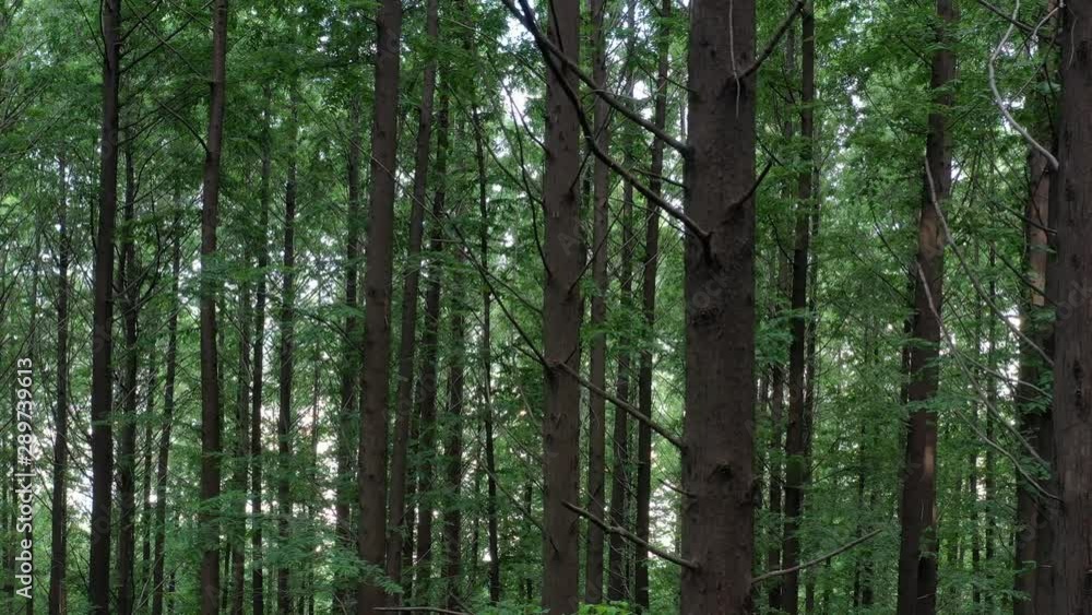 a drone-shot image of the forests of Metasequoia a drone-shot image of the forests of Metasequoia