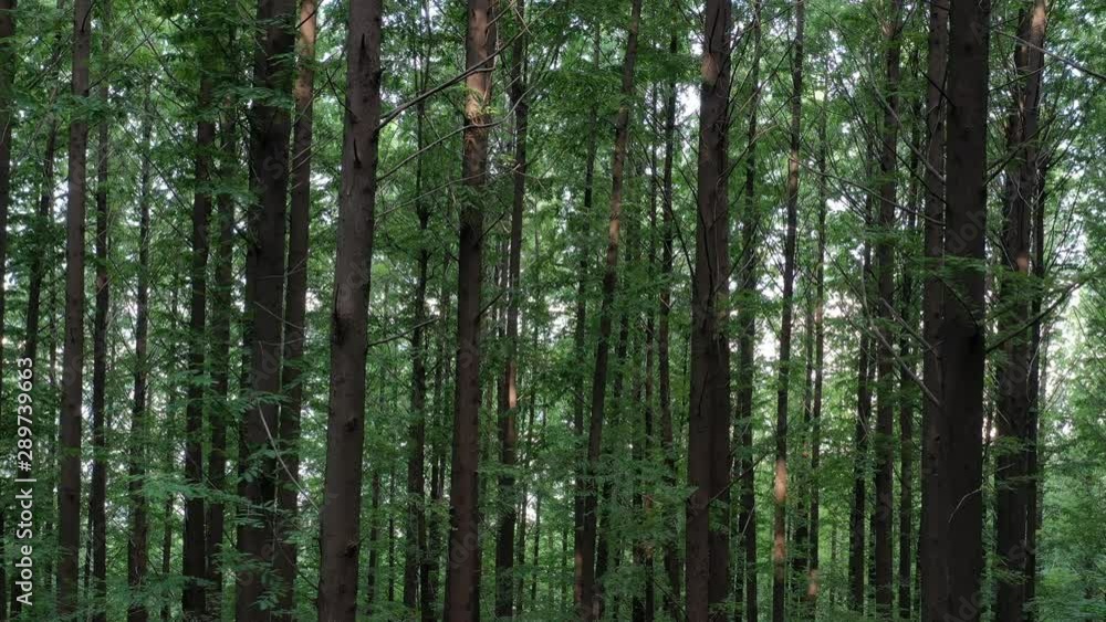 a drone-shot image of the forests of Metasequoia a drone-shot image of the forests of Metasequoia