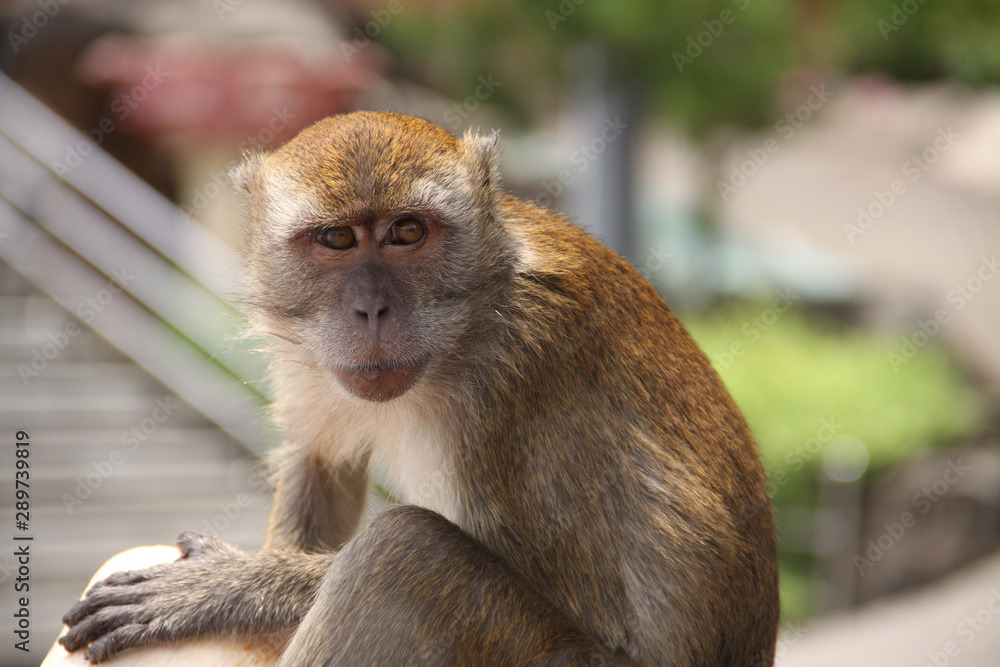 Funny macaque monkey quitely sitting and looking away in the park. Close-up with blurry background.