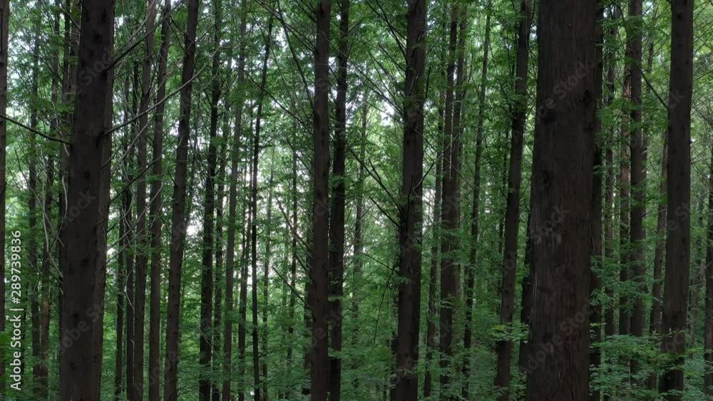 a drone-shot image of the forests of Metasequoia a drone-shot image of the forests of Metasequoia