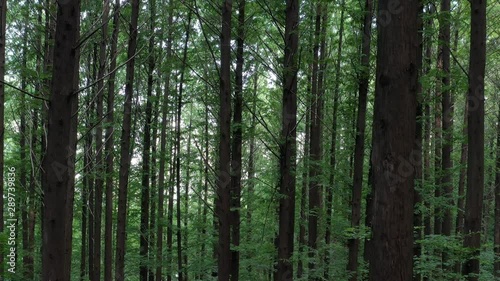 Wallpaper Mural a drone-shot image of the forests of Metasequoia Torontodigital.ca