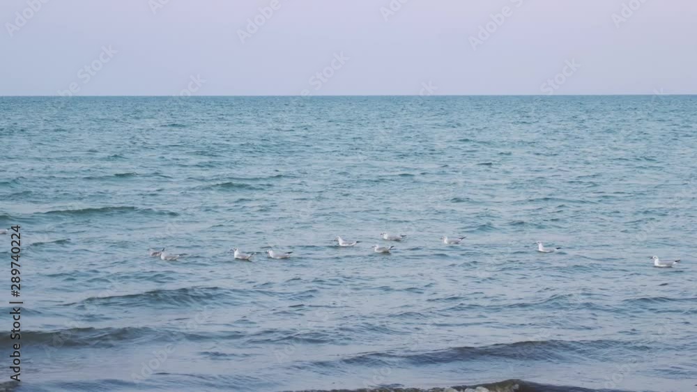A herd of seagulls swimming in a deep blue sea. A herd of seagulls swimming in a deep blue sea.