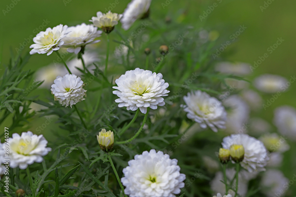 White daisy blossom ; Chamomilla recutita White daisy blossom ; Chamomilla recutita