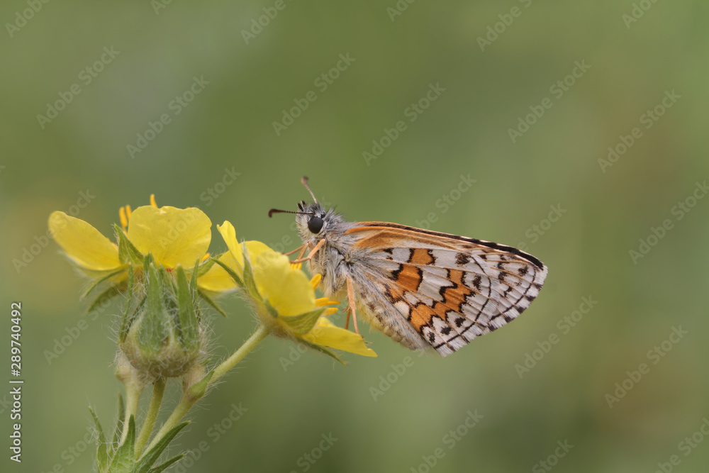 Yellow Banded Bouncy Butterfly ; Pyrgus sidae Yellow Banded Bouncy Butterfly ; Pyrgus sidae