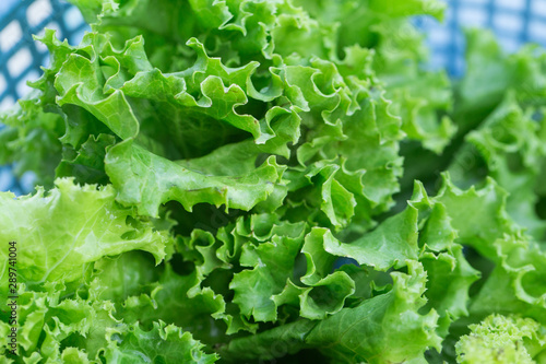Fresh lettuce vegetable close up shot