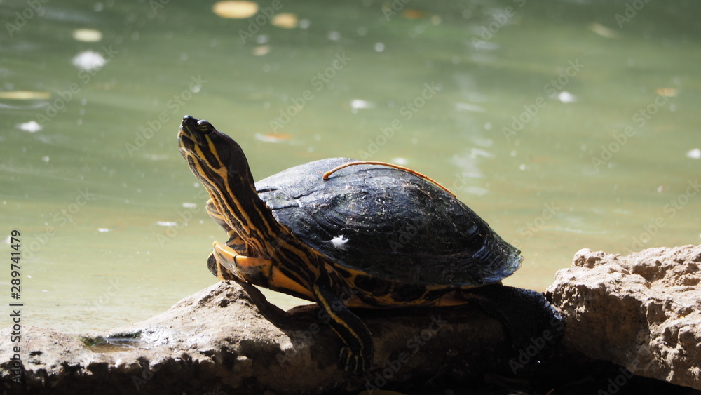 toruga tomando el sol sobre una piedra, mollerussa, lerida, españa toruga tomando el sol sobre una piedra, mollerussa, lerida, españa