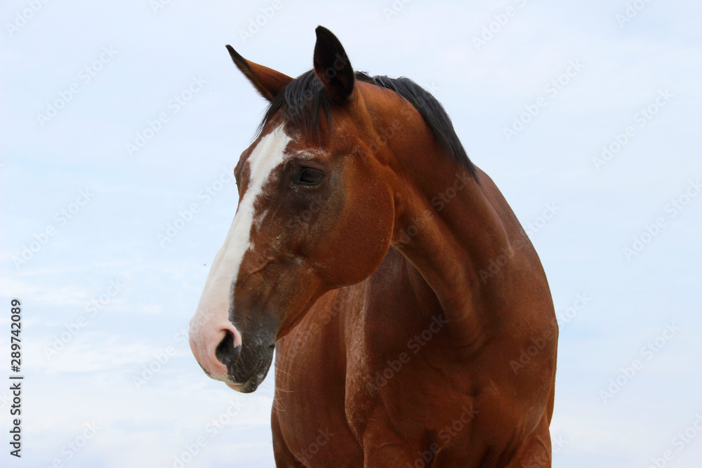 Obraz Blurred image of a horse over blue sky background. Brown horse, close up. Horse outdoors.