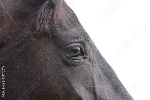 Cropped portrait of black horse, overexposed image. Close up shot - eye of black horse. Animals, farm, pets concept.  © diesel_80