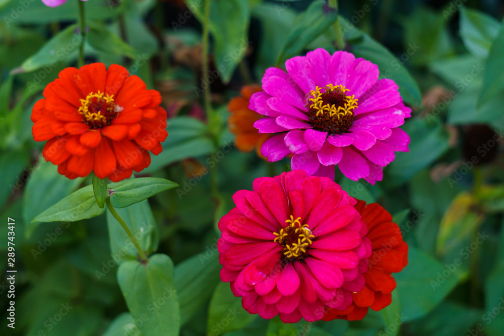 blooming multi-colored flowers of zinnia on the background of green leaves on a sunny day. blooming multi-colored flowers of zinnia on the background of green leaves on a sunny day.