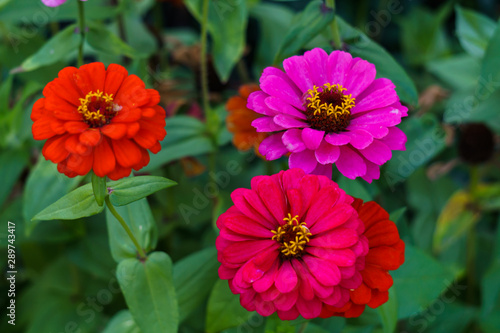 blooming multi-colored flowers of zinnia on the background of green leaves on a sunny day.