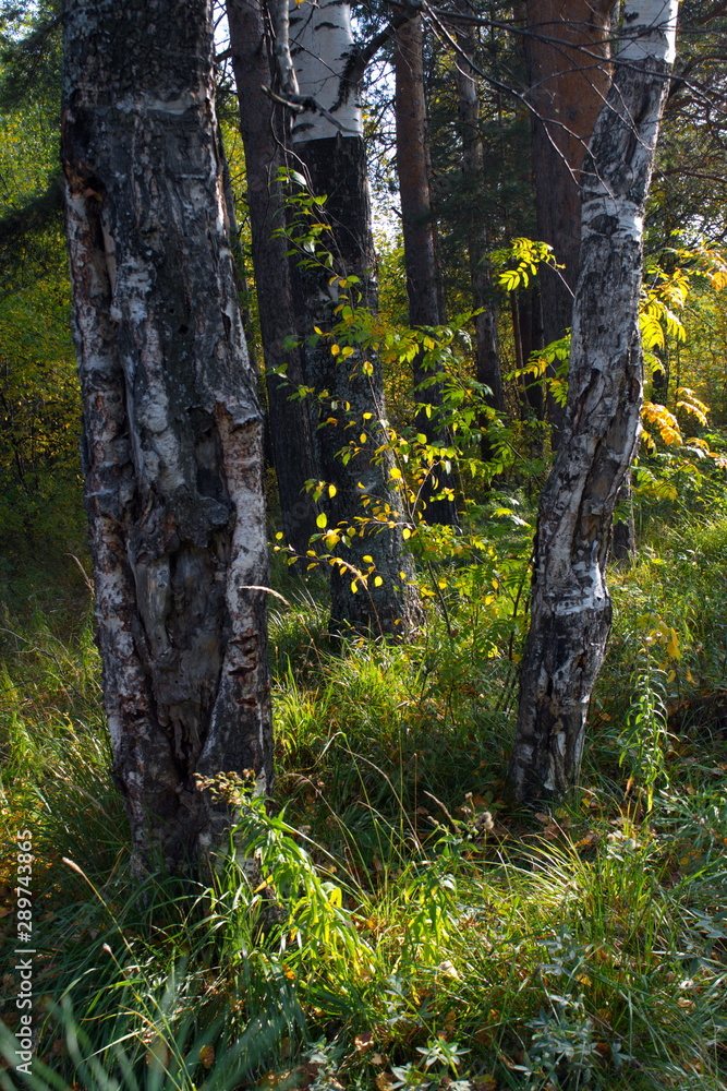 Fototapeta premium Autumn landscape on the banks of a forest river on a sunny warm day.