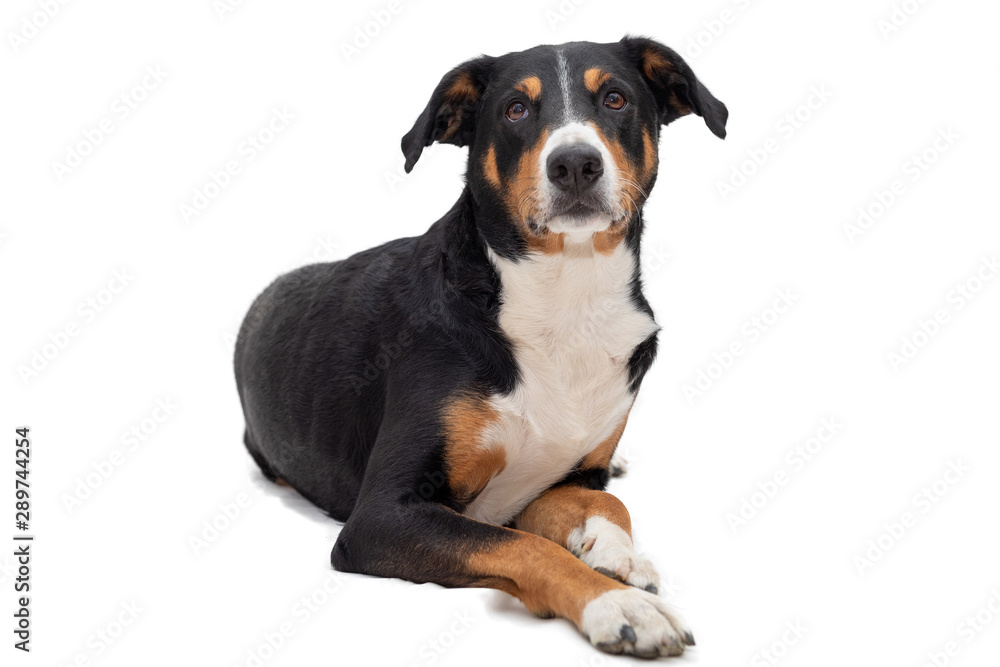Cute appenzeller mountain dog laying down side ways, head up looking with sweet eyes straight ahead at camera. Isolated on white background. Cute appenzeller mountain dog laying down side ways, head up looking with sweet eyes straight ahead at camera. Isolated on white background.