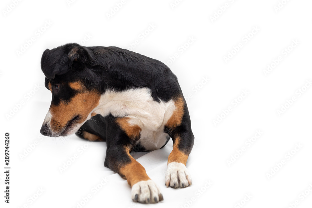 Portrait of cute dog appenzeller mountain dog, side view, looking up, isolated on white background