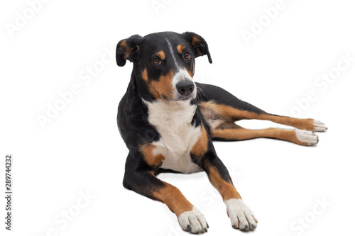 Cute appenzeller mountain dog laying down side ways, head up looking with sweet eyes straight ahead at camera. Isolated on white background.