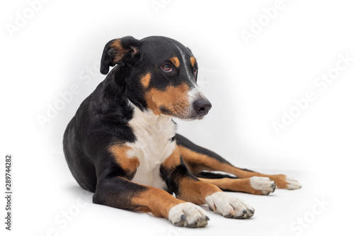 Cute appenzeller mountain dog laying down side ways, head up looking with sweet eyes straight ahead at camera. Isolated on white background.