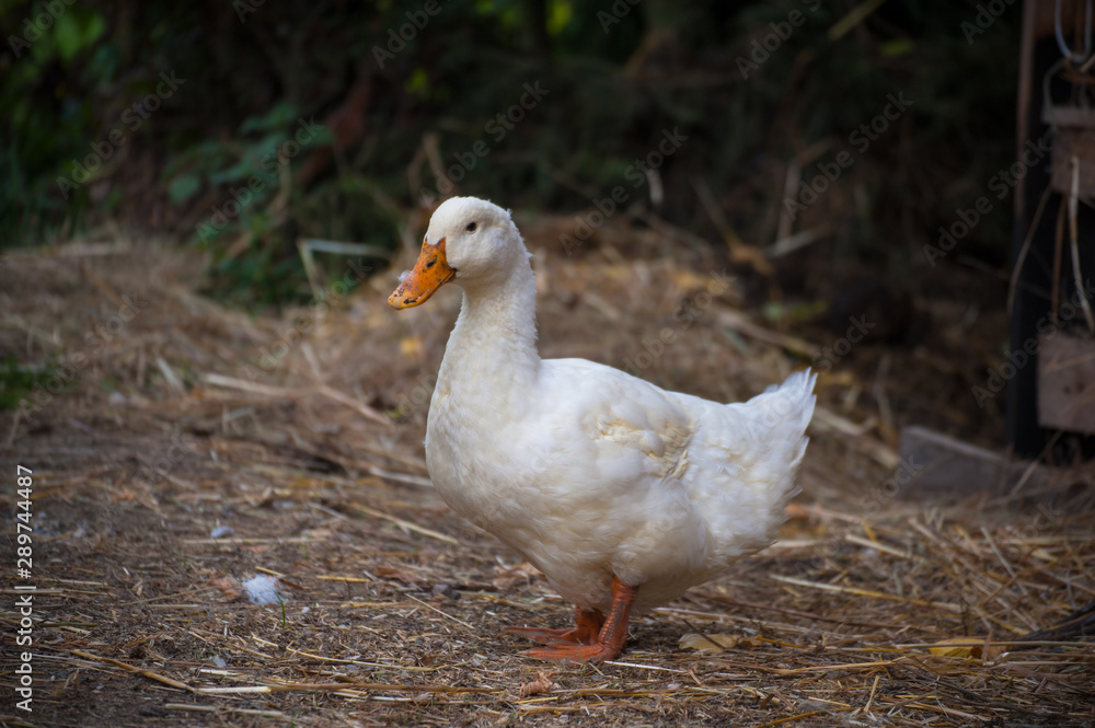 Portrait of beautiful heavy white duck. Duck stands on the ground with blurred background. Domestic animal Portrait of beautiful heavy white duck. Duck stands on the ground with blurred background. Domestic animal