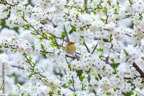 Fotografía Spring nature and birds