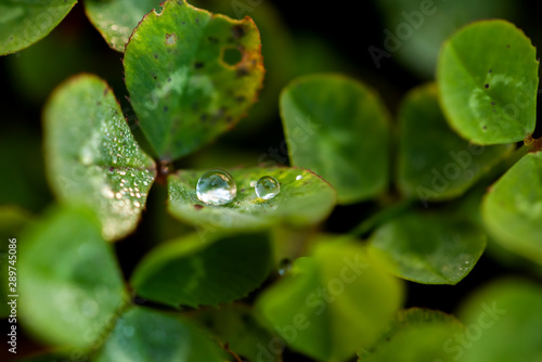 Dew drops on clover