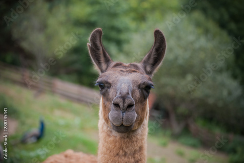 Portrait of beautiful cute funny lama at green blured background. Close up of brown lama in nature. Wild animal, copy space. Farm concept © Igor