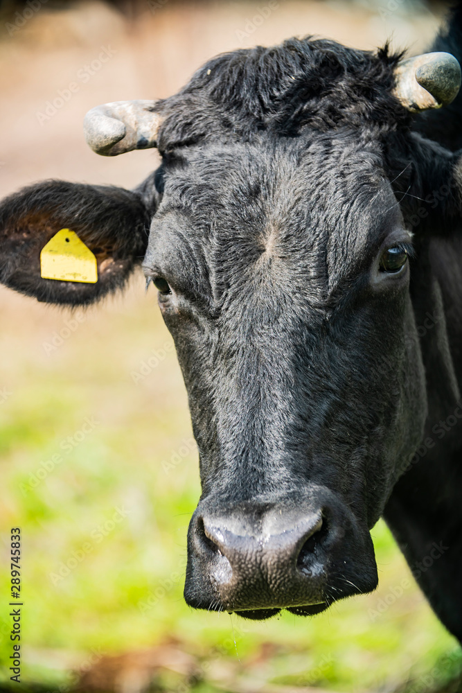 the cow in the meadow at sunny day the cow in the meadow at sunny day