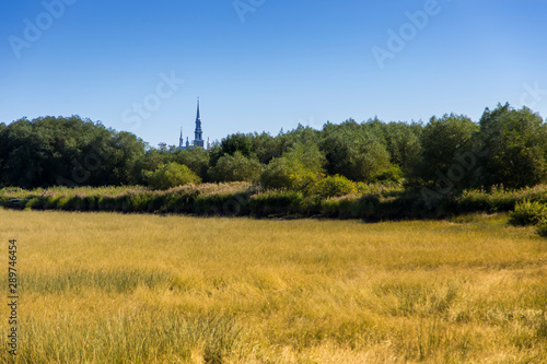 Field of yellow grass and church bell tower seen emerging from trees in the background, Cap-Saint-Ignace, Chaudière-Appalaches, region, Quebec, Canada