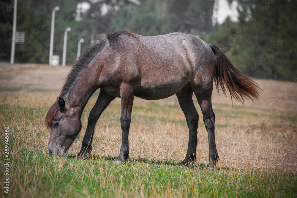 Cute small horse with long mane, standing and grazing in high grass at yellow and green background. Domestic animal Cute small horse with long mane, standing and grazing in high grass at yellow and green background. Domestic animal