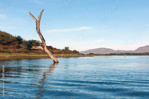 Large, single Mesquite tree sicking up out of the calm water of Lake El Salto, a large Mexican reservoir in Sinaloa, Mexico, with the Sierra Madre Mountains in the background