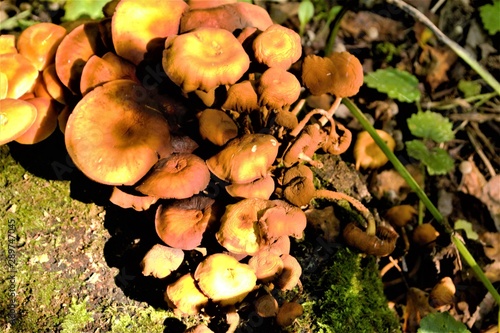 yellow poisonous mushrooms growing on an old stump