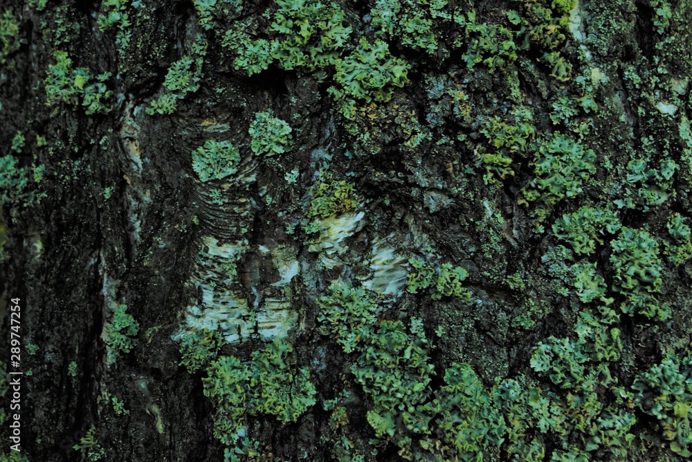 grey old birch bark with yellow lichen, texture grey old birch bark with yellow lichen, texture