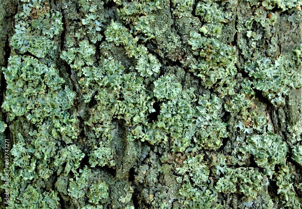 grey old birch bark with yellow lichen, texture grey old birch bark with yellow lichen, texture
