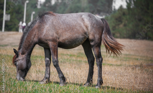 Cute small horse with long mane, standing and grazing in high grass at yellow and green background. Domestic animal