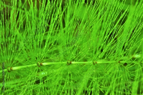 forest horsetail green close-up  nature texture
