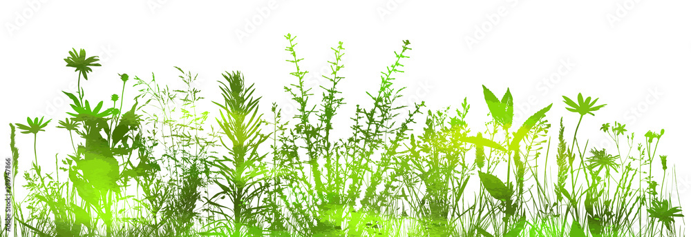silhouette of grass on white background. Vector illustration silhouette of grass on white background. Vector illustration