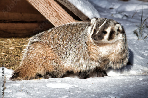 American Badger. Full body closeup of badger in snow. photo