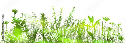 silhouette of grass on white background. Vector illustration