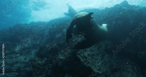 Californian sea lion (Zalophus californianus) swimming and playing in the reefs of los islotes in Espiritu Santo island at La paz,The world's aquarium. Baja California Sur,Mexico.