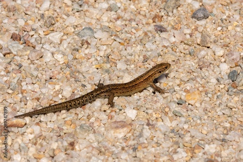 Macro of the viviparous lizard, Zootoca vivipara, lacerta vivipara on gravel